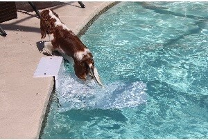 Paws Aboard Pet Steps let your dog enjoy the pool with you and the dog pool steps provide a safe exit for him.